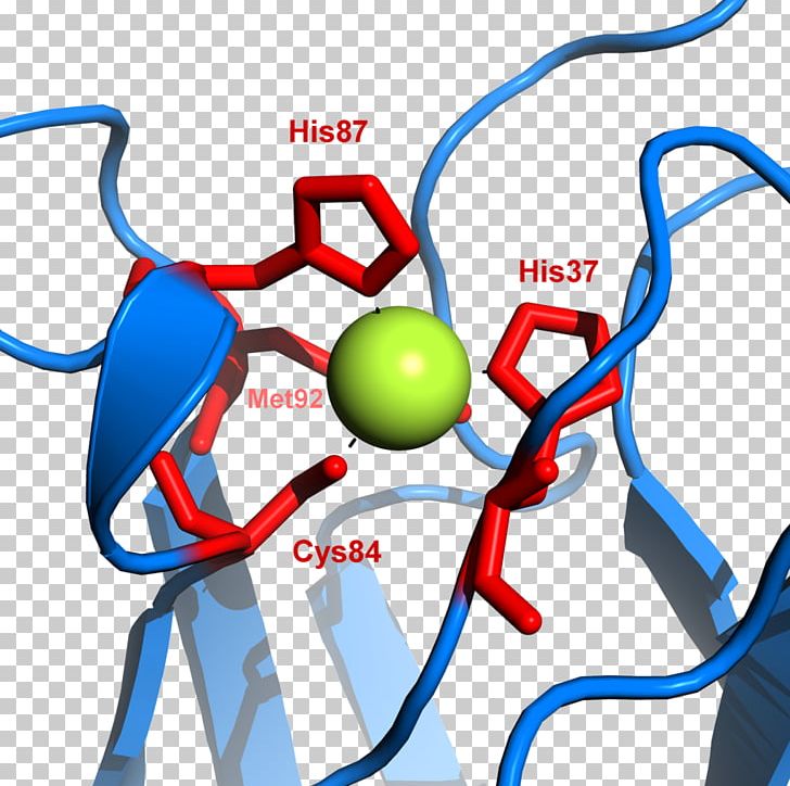 Plastocyanin Cytochrome B6f Complex Photosystem I P700 PNG, Clipart, Area, Artwork, Copper, Copper Protein, Cysteine Free PNG Download