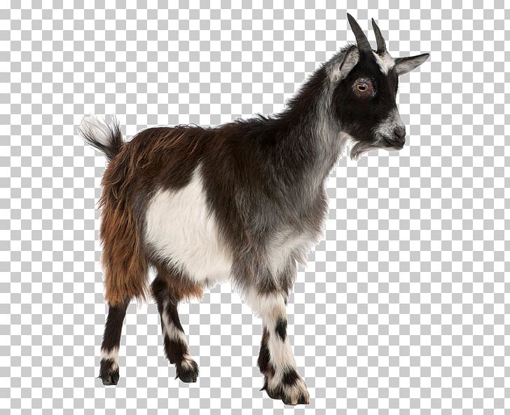 Toggenburg Goat Pygmy Goat Sheep Stock Photography Livestock PNG, Clipart, Animals, Cow Goat Family, Farm, Feral Goat, Fotolia Free PNG Download