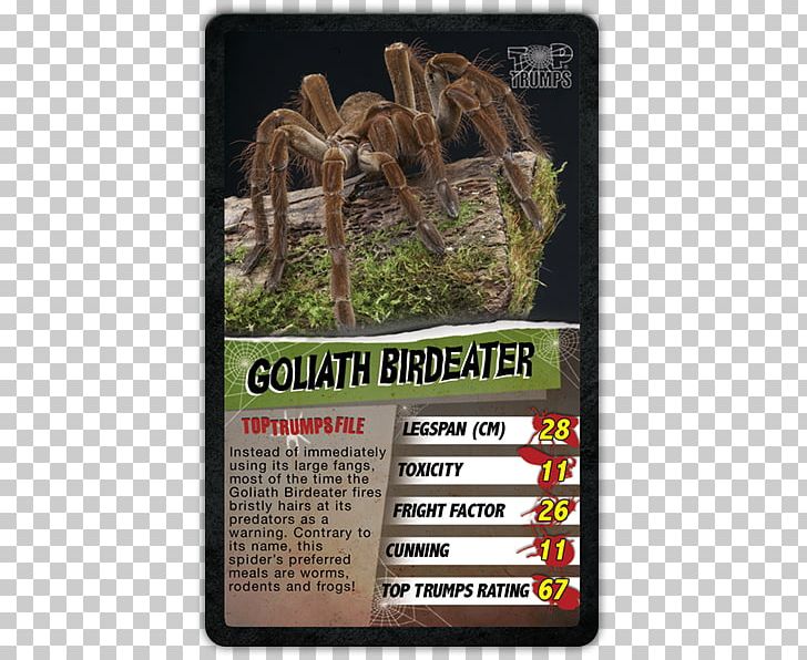 Top Trumps Spider Game Goliath Birdeater PNG, Clipart, Arachnid, Card Game, Fauna, Game, Giant Huntsman Spider Free PNG Download