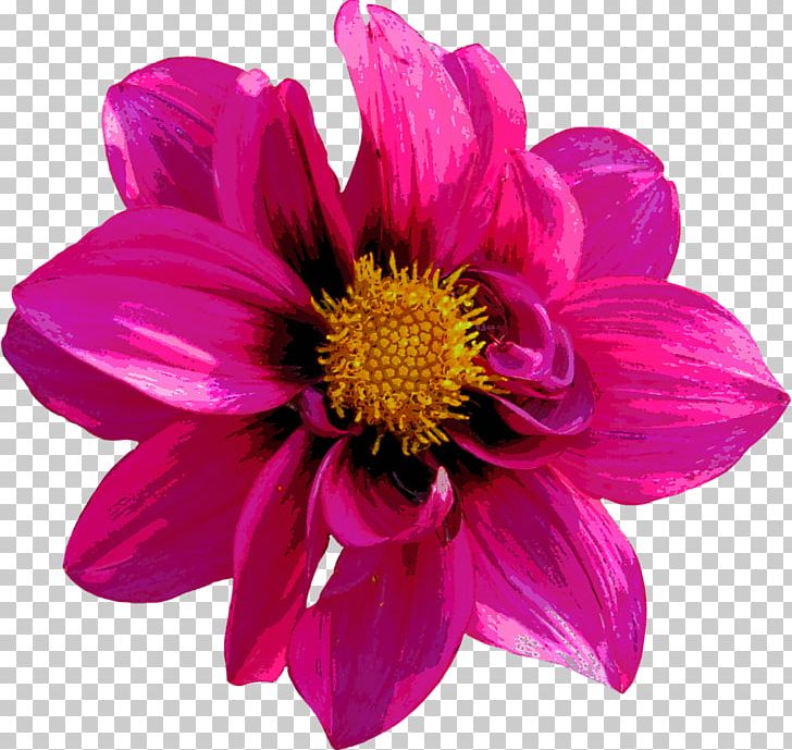 Dahlia File Formats Red PNG, Clipart, Annual Plant, Chrysanths, Color, Cut Flowers, Dahlia Free PNG Download