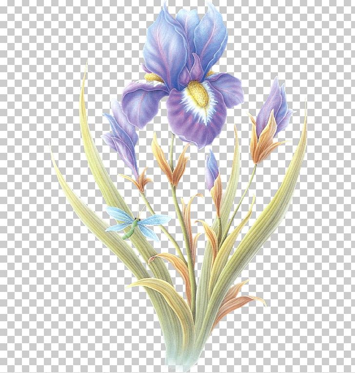 Flower Gfycat Orris Root PNG, Clipart, Animation, Cicek, Crocus, Cut Flowers, Desktop Wallpaper Free PNG Download