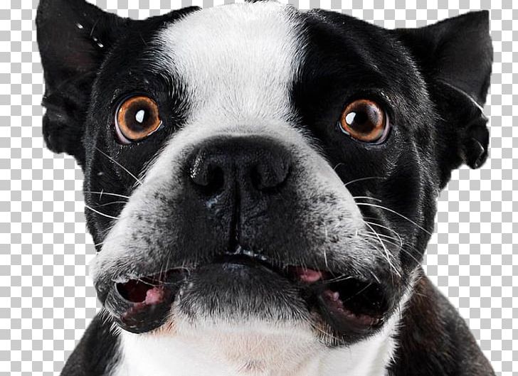 Puppy Boston Terrier American Pit Bull Terrier Pet Sitting PNG, Clipart, Aircraft, American Pit Bull Terrier, Animal, Animals, Boston Terrier Free PNG Download