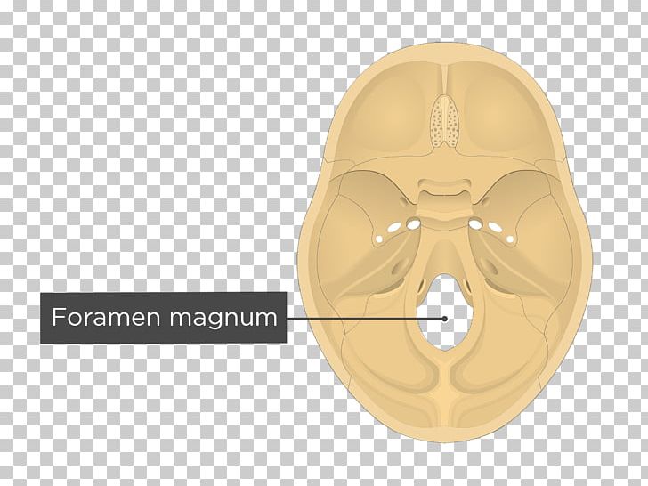 Foramen Magnum Transverse Sinuses Groove For Transverse Sinus Occipital Bone PNG, Clipart, Anatomy, Base Of Skull, Bone, Clivus, Ear Free PNG Download