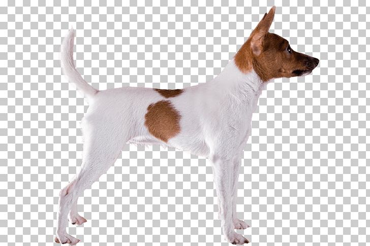 Tenterfield Terrier Toy Fox Terrier Miniature Fox Terrier Smooth Fox Terrier Jack Russell Terrier PNG, Clipart, Carnivoran, Companion Dog, Dog Breed, Dog Breed Group, Dog Like Mammal Free PNG Download