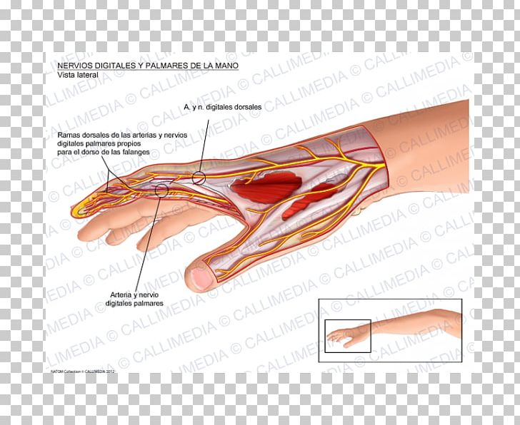 Thumb Proper Palmar Digital Nerves Of Median Nerve Hand Palmar Interossei Muscles PNG, Clipart, Arm, Artery, Blood Vessel, Common Palmar Digital Arteries, Ear Free PNG Download