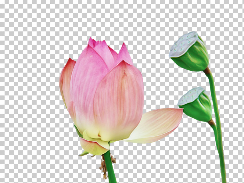 Sacred Lotus Plant Stem Cut Flowers Bud Nelumbonaceae PNG, Clipart, Biology, Bud, Cut Flowers, Flower, Nelumbonaceae Free PNG Download