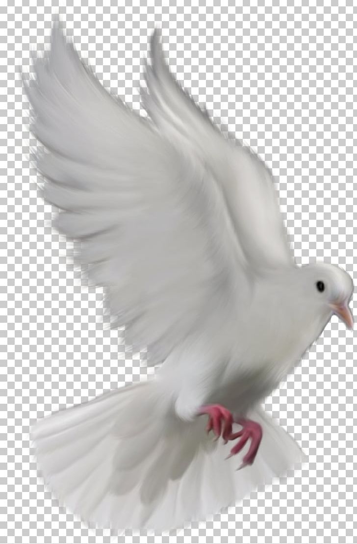 Bird Columbidae Typical Pigeons PNG, Clipart, Adobe Flash, Animal, Animals, Beak, Bird Free PNG Download