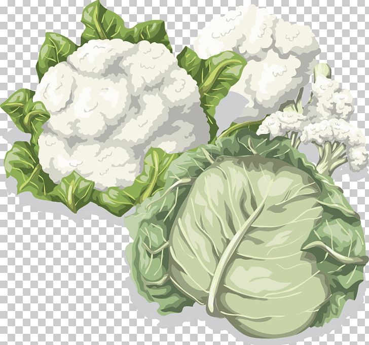Cabbage Cauliflower Vegetable Food PNG, Clipart, Brassica Oleracea, Cauliflower Vector, Flower, Fruit, Fruits And Vegetables Free PNG Download
