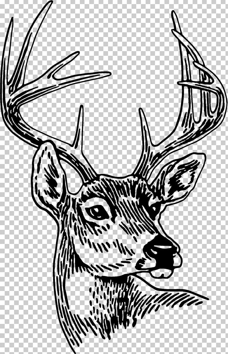 Red Deer Antler PNG, Clipart, Animals, Antler, Art, Black And White, Deer Free PNG Download