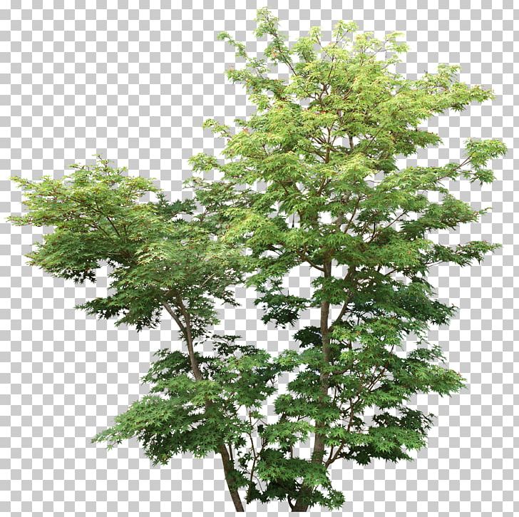 Tree Shrub Rendering Plant Branch PNG, Clipart, 3d Rendering, Architectural Drawing, Architecture, Branch, Bushes Free PNG Download