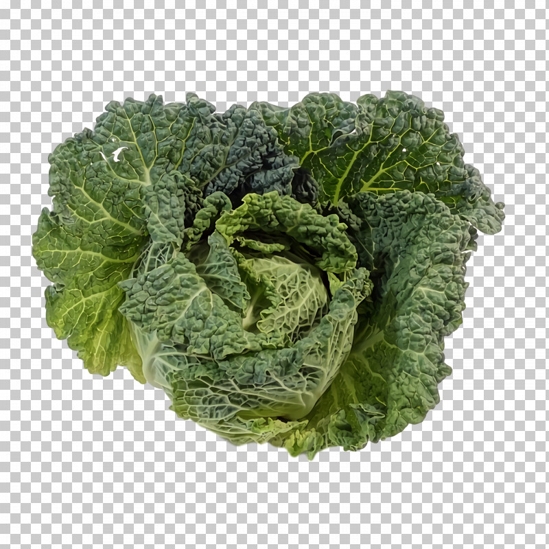 Romaine Lettuce Spring Greens Savoy Cabbage Red Leaf Lettuce Collard PNG, Clipart, Broccoli, Collard, Kale, Lettuce, Rapini Free PNG Download