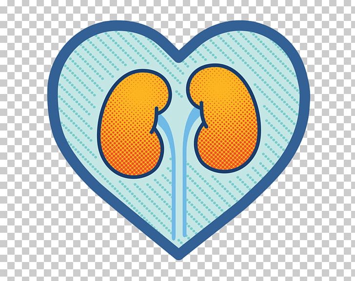 kidney clipart