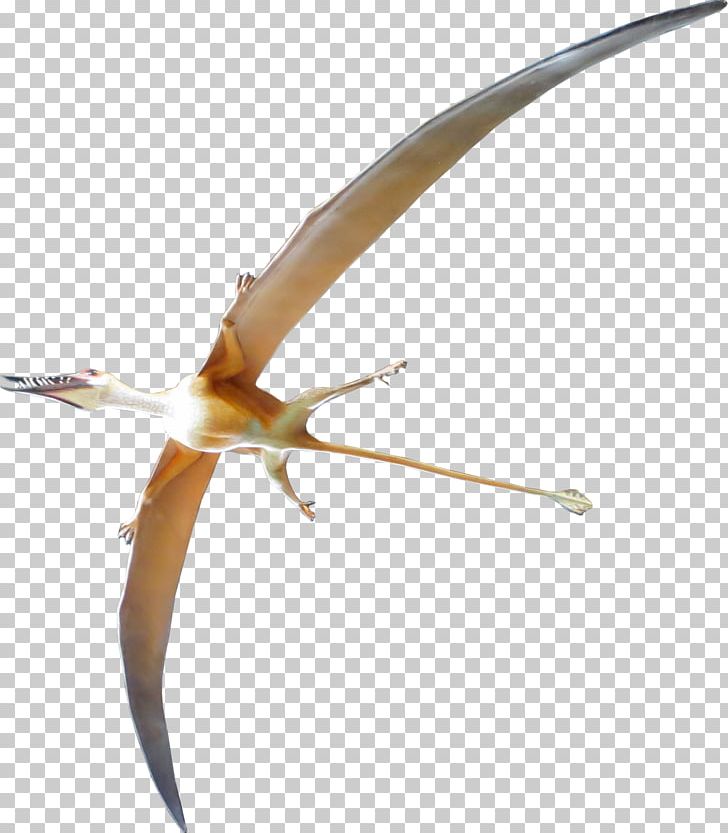 Archaeopteryx Rhamphorhynchus Pterosaurs Dinosaur Velociraptor PNG, Clipart, Archaeopteryx, Beak, Bird, Dinosaur, Fantasy Free PNG Download