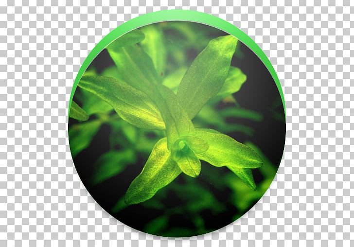 Green Leaf PNG, Clipart, Android, Green, Herb, Leaf, Npk Free PNG Download