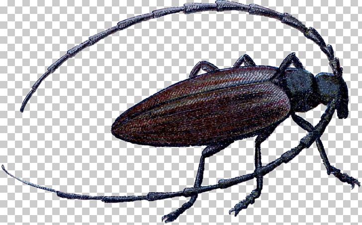 Longhorn Beetle Insect Wing PNG, Clipart, Arthropod, Beetle, Fly, Insect, Insect Wing Free PNG Download