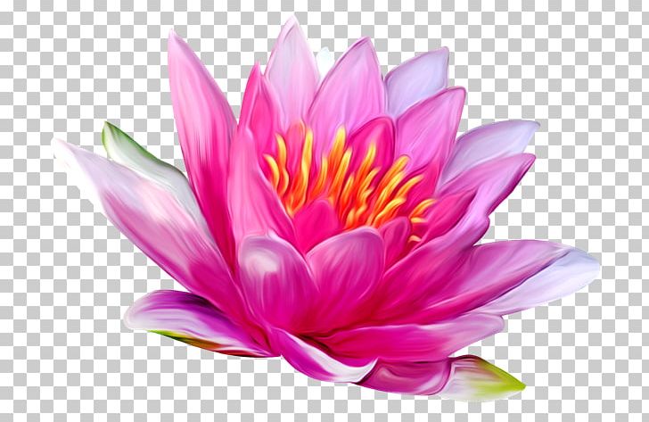Nelumbo Nucifera White Water-Lily Nymphaea Lotus Flower PNG, Clipart, Aquatic Plant, Dahlia, Decoration, Egyptian Lotus, Flower Free PNG Download