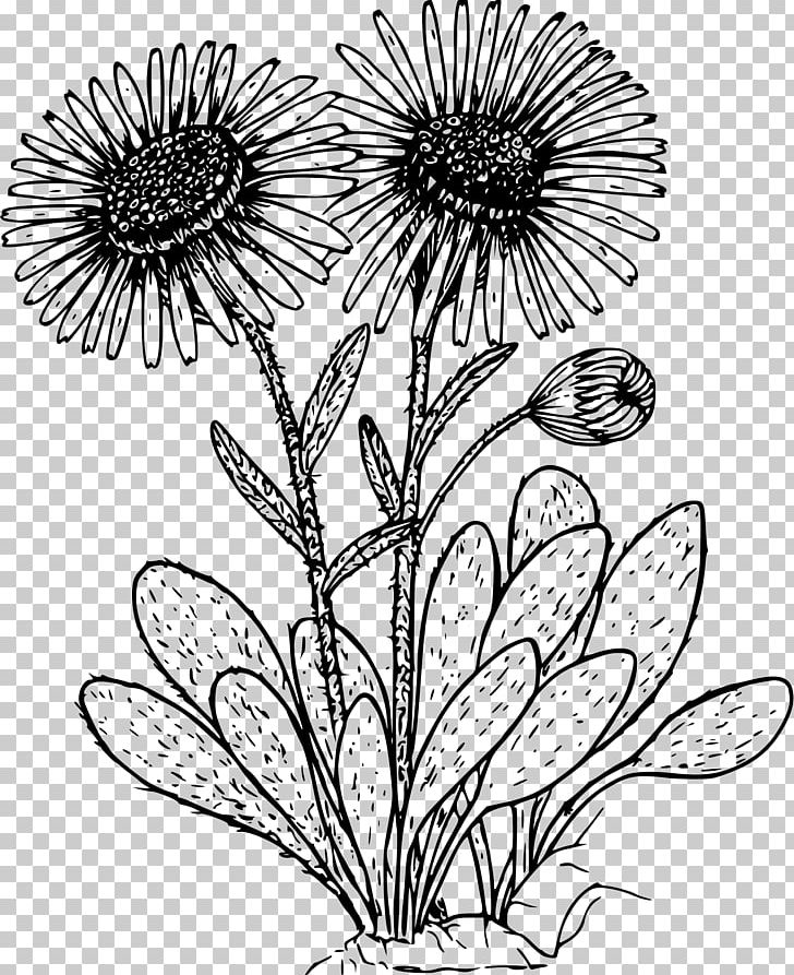 Drawing Common Daisy PNG, Clipart, Black And White, Branch, Chrysanths, Coloring Book, Common Daisy Free PNG Download