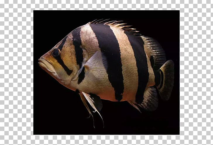 Siamese Tigerfish Datnioides Microlepis PNG, Clipart, Animals, Aquarium, Asian Arowana, Bass, Closeup Free PNG Download
