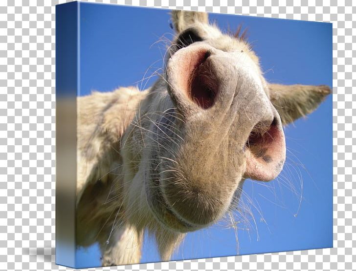 Donkey YouTube Face PNG, Clipart, Animal, Animals, Donkey, Face, Fauna Free PNG Download
