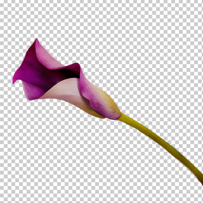 Rose PNG, Clipart, Arum Lilies, Bud, Flora, Flower, Lilac M Free PNG Download