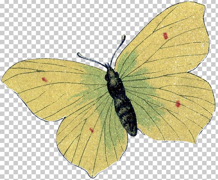 Clouded Yellows Monarch Butterfly Silkworm Insect PNG, Clipart, Arthropod, Bombycidae, Borboleta, Brush Footed Butterfly, Butterflies And Moths Free PNG Download