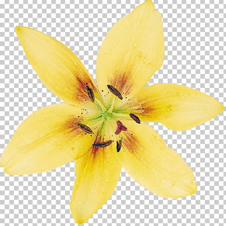 Lilium Paper Page Flower PNG, Clipart, Child, Chinese New Year, Flower, Flowering Plant, Inkstick Free PNG Download