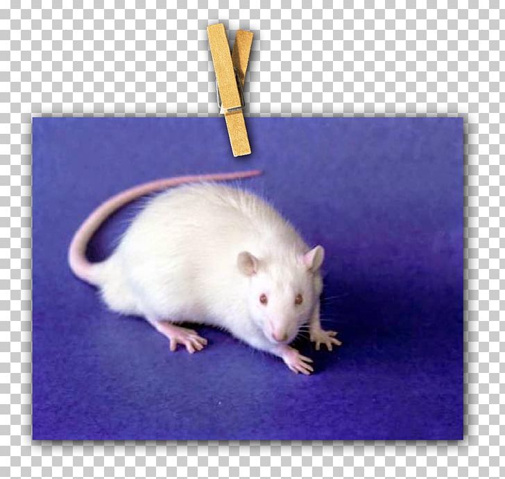 Rat Gerbil Computer Mouse Fauna Whiskers PNG, Clipart, Animals, Computer Mouse, Fauna, Gerbil, Mammal Free PNG Download