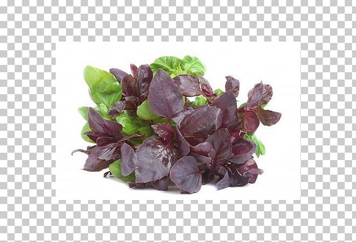 Basil Herb Food Agriks Spice PNG, Clipart, Basil, Food, Health, Herb, Ingredient Free PNG Download