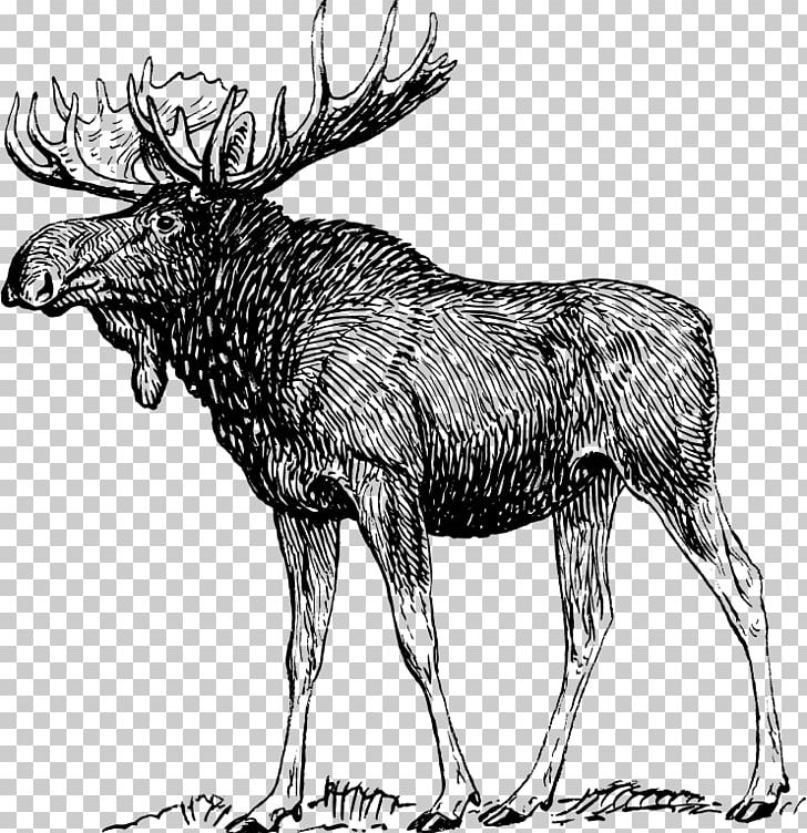 Moose Elk Reindeer PNG, Clipart, Animals, Antler, Black And White, Cattle Like Mammal, Deer Free PNG Download