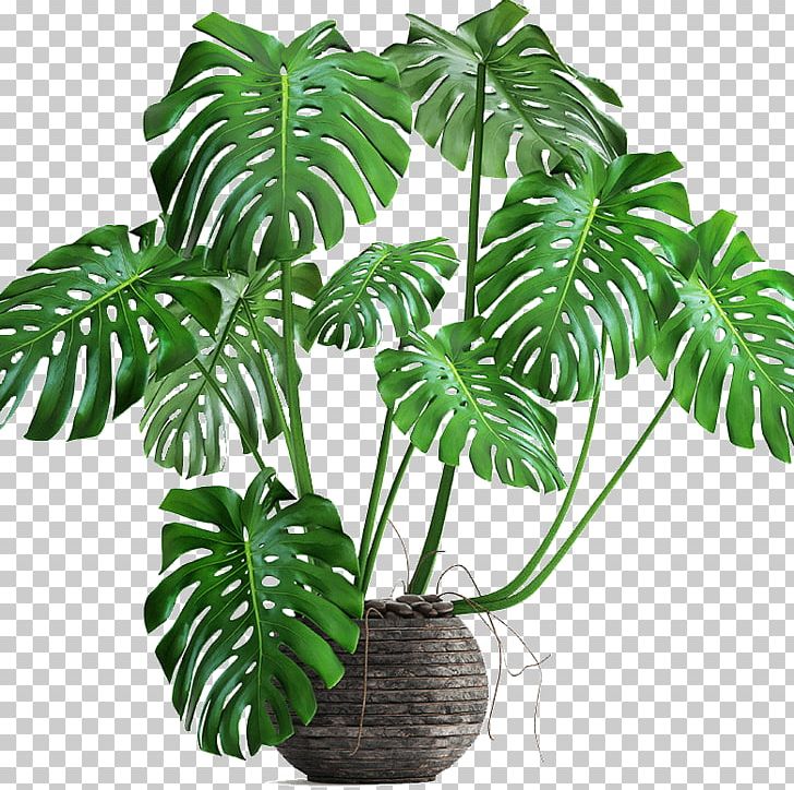 Swiss Cheese Plant Philodendron Bipinnatifidum Houseplant Autodesk 3ds Max PNG, Clipart, 3 D, 3 D Model, 3d Computer Graphics, 3d Modeling, 3ds Free PNG Download