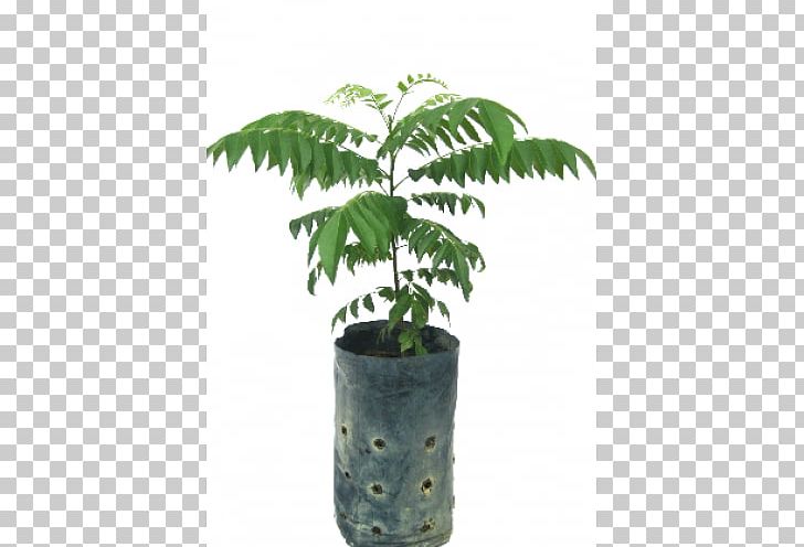 Arecaceae Flowerpot Houseplant Leaf Plant Stem PNG, Clipart, Arecaceae, Arecales, Curry Leaves, Flowerpot, Houseplant Free PNG Download