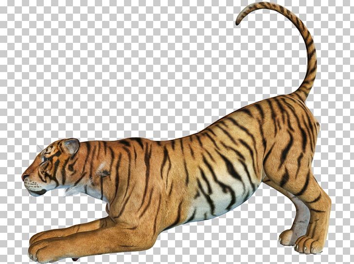 Bengal Tiger Tiger Hunting PNG, Clipart, Animal, Animal Figure, Animals, Bengal, Big Cat Free PNG Download