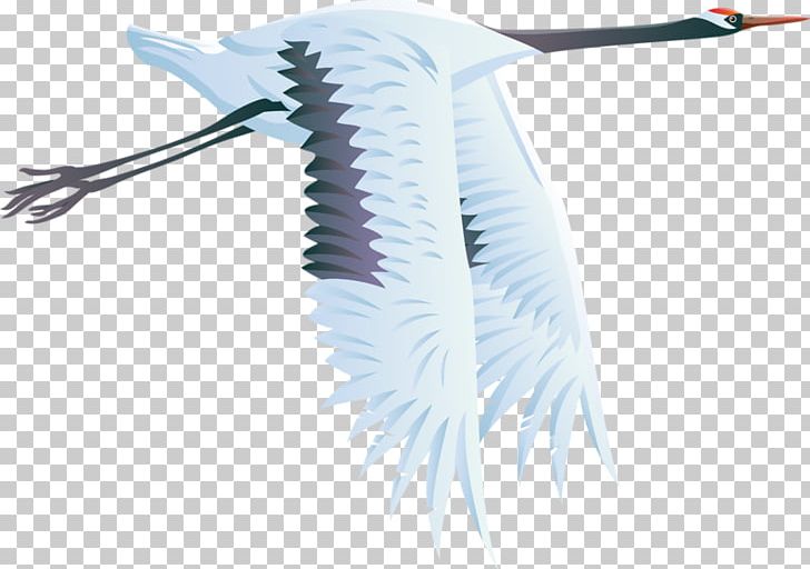 Crane Bird Heron PNG, Clipart, Bird, Blue Crane, Coraciiformes, Crane, Encapsulated Postscript Free PNG Download