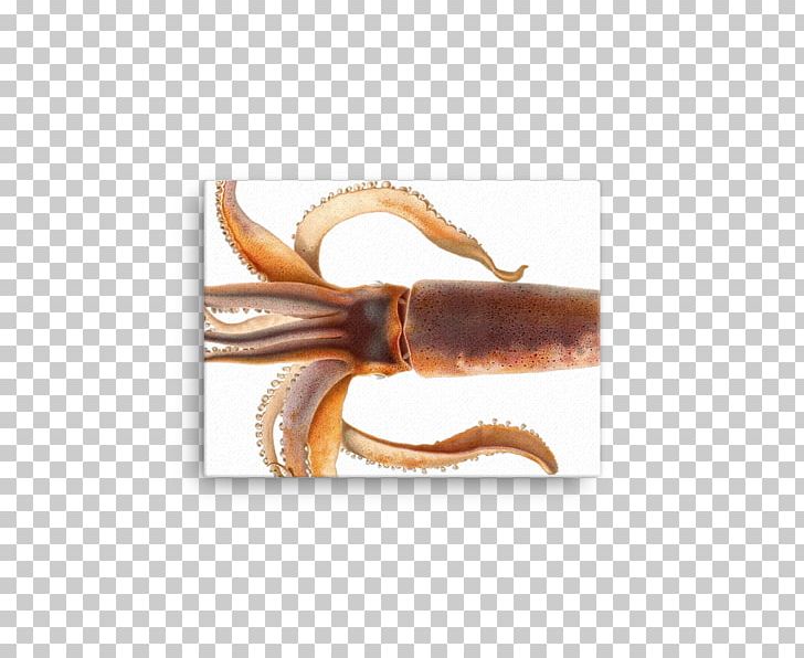 European Flying Squid Cuttlefish Phylum PNG, Clipart, Cephalopod, Cephalopod Ink, Chambered Nautilus, Comingio Merculiano, Cuttlefish Free PNG Download