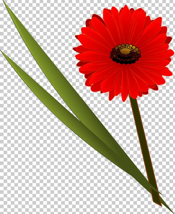 Flower Common Daisy Transvaal Daisy PNG, Clipart, Common Daisy, Cut Flowers, Daisy, Daisy Family, Fall Flowers Clipart Free PNG Download