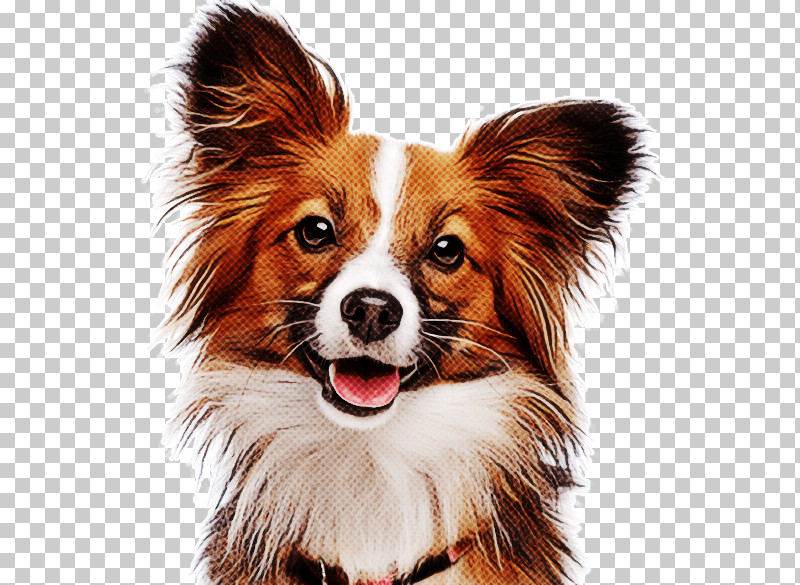 Dog Papillon Companion Dog Snout Spaniel PNG, Clipart, Companion Dog, Dog, Ear, Papillon, Puppy Free PNG Download