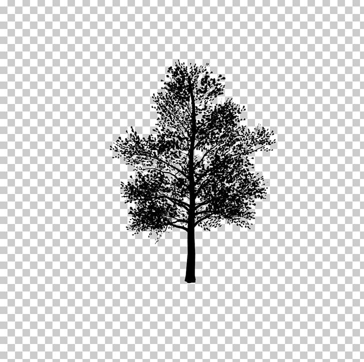 3D Modeling 3D Computer Graphics Pine Twig PNG, Clipart, 3d Computer Graphics, 3d Modeling, Black And White, Branch, Computer Software Free PNG Download