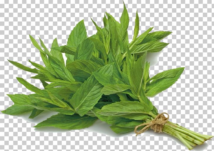 Mint Julep Mentha Spicata Peppermint Apple Mint Herb PNG, Clipart, Apple Mint, Basil, Coriander, Fines Herbes, Herb Free PNG Download