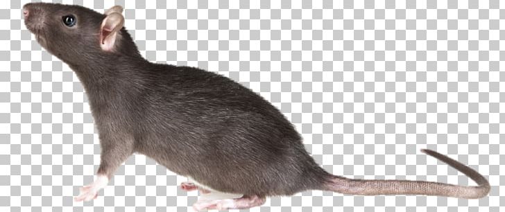 Mouse Brown Rat Rodent Black Rat Pest PNG, Clipart, Black Rat, Brown Rat, Dreamstime, Fancy Mouse, Fancy Rat Free PNG Download