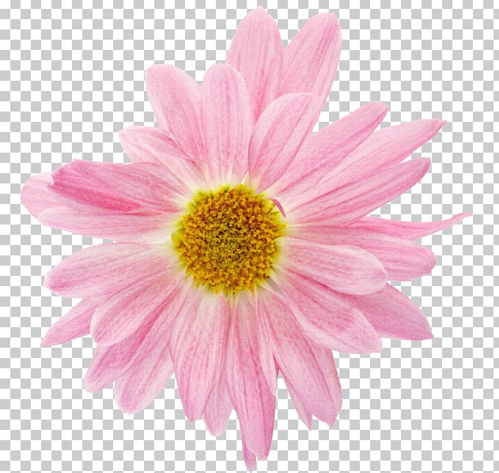 Stock Photography Stickers Fleurs 9 Gerberas PNG, Clipart, Annual Plant, Aster, Chrysanths, Cut Flowers, Daisy Free PNG Download