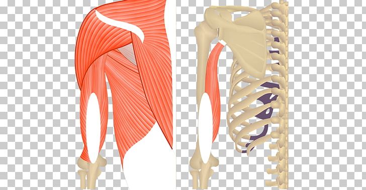 Triceps Brachii Muscle Teres Major Muscle Biceps Anatomy PNG, Clipart, Anatomical Terms Of Location, Anatomy, Arm, Biceps, Clothes Hanger Free PNG Download