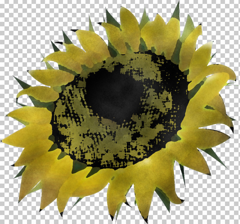 Sunflower Summer Flower PNG, Clipart, Closeup, Summer Flower, Sunflower, Yellow Free PNG Download