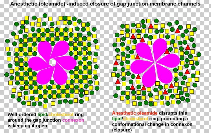 Gap Junction Theories Of General Anaesthetic Action Anesthetic Anesthesia PNG, Clipart, Anesthesia, Anesthetic, Area, Flower, Inhalational Anaesthetic Free PNG Download