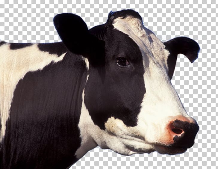Holstein Friesian Cattle Jersey Cattle Guernsey Cattle Dairy Cattle Livestock PNG, Clipart, Agriculture, Animals, Animal Slaughter, Bovine Spongiform Encephalopathy, Calf Free PNG Download