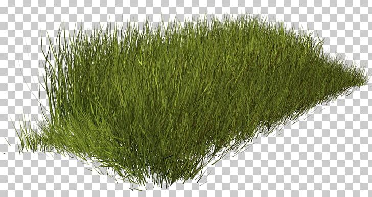 Weed Grass PNG, Clipart, Clip Art, Download, Grass, Grasses, Grass Family Free PNG Download