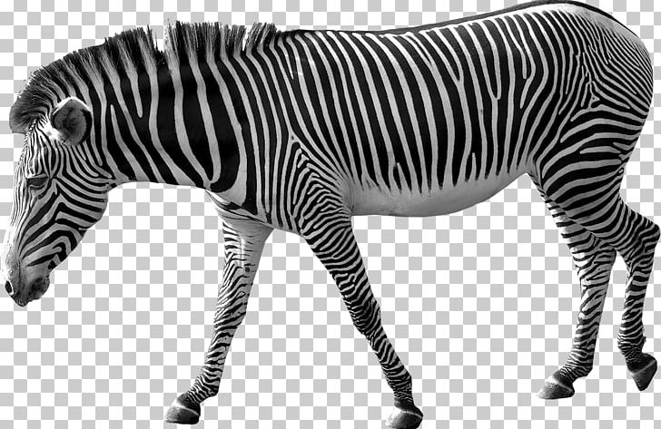 Zebra PNG, Clipart, Animals, Black And White, Computer Icons, Download, Encapsulated Postscript Free PNG Download