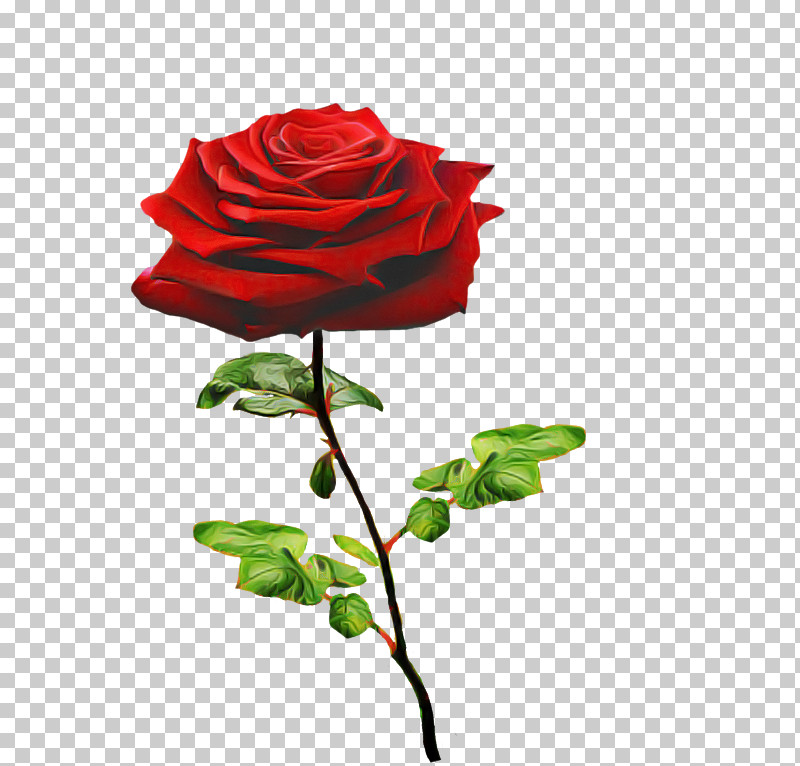 Garden Roses PNG, Clipart, Bud, Carmine, China Rose, Cut Flowers, Floribunda Free PNG Download