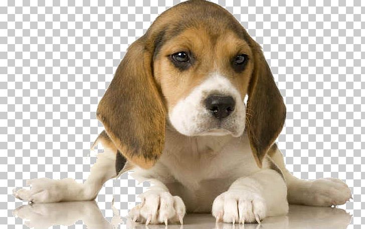 Beagle Dogo Argentino Shar Pei Dogue De Bordeaux Schweizerischer Niederlaufhund PNG, Clipart, Animal, Basset Artesien Normand, Beagle, Beagle Dog, Carnivoran Free PNG Download