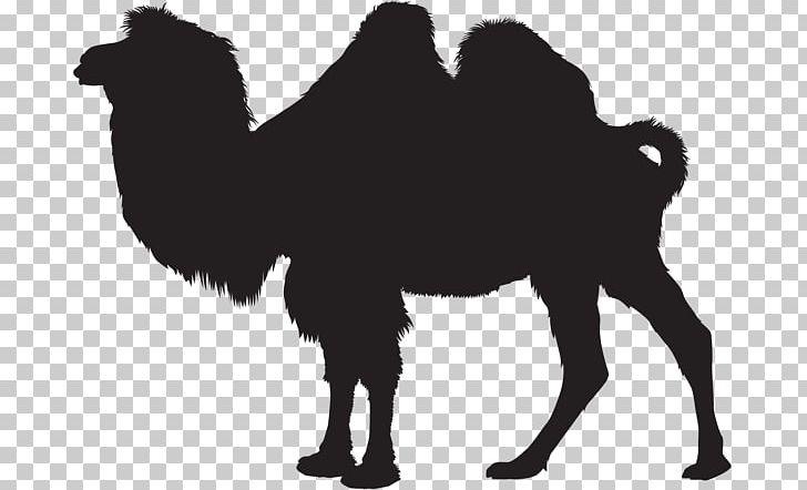 Dromedary Silhouette PNG, Clipart, Animals, Arabian Camel, Art, Black And White, Camel Free PNG Download