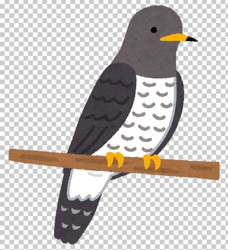 The Pillow Book Bird Lesser Cuckoo Common Cuckoo Blog PNG, Clipart, 5channel, Animals, Beak, Bird, Bird Of Prey Free PNG Download